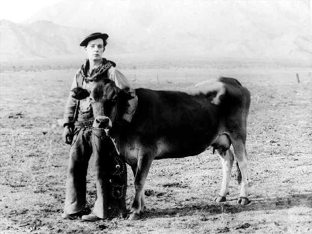 Keaton_Cow