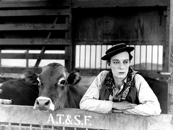 Keaton_Cow