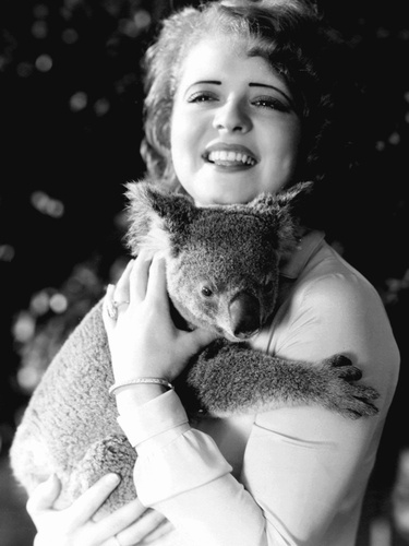 Clara_Bow_Koala